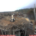 17_15-nest.jpg