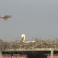 17_20-mast.jpg