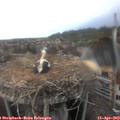 17_20-nest.jpg