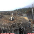 17_25-nest.jpg