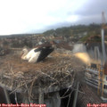 17_30-nest.jpg