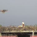 17_35-mast.jpg