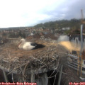 17_35-nest.jpg