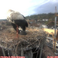 17_45-nest.jpg