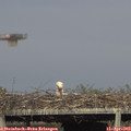 17_50-mast.jpg