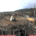 17_50-nest.jpg