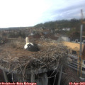 17_55-nest.jpg