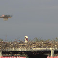 18_00-mast.jpg