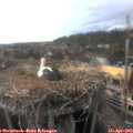 18_00-nest.jpg