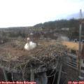 18_20-nest.jpg