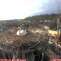 18_30-nest.jpg