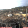 18_35-nest.jpg