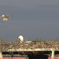 18_40-mast.jpg
