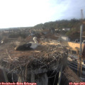 18_40-nest.jpg