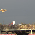 18_50-mast.jpg