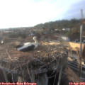 18_50-nest.jpg