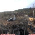 18_55-nest.jpg