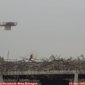 19_00-mast.jpg