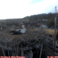 19_00-nest.jpg