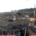 19_05-nest.jpg