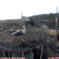 19_10-nest.jpg
