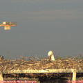 19_20-mast.jpg