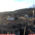 19_30-nest.jpg