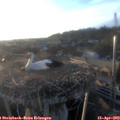 19_35-nest.jpg