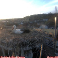 19_45-nest.jpg