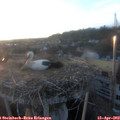 19_50-nest.jpg