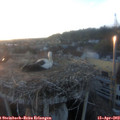 19_55-nest.jpg