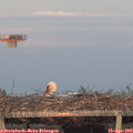 20_00-mast.jpg