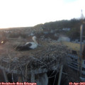 20_00-nest.jpg