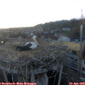 20_05-nest.jpg