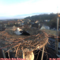 06_45-nest.jpg