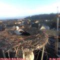 07_00-nest.jpg
