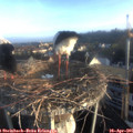 07_05-nest.jpg