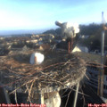 07_10-nest.jpg