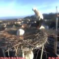 07_15-nest.jpg