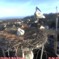 07_20-nest.jpg