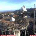 07_25-nest.jpg