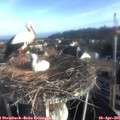 07_30-nest.jpg