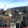 07_35-nest.jpg