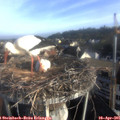07_40-nest.jpg