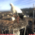 07_45-nest.jpg