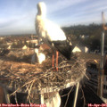 07_50-nest.jpg