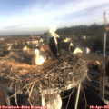 07_55-nest.jpg