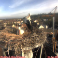 08_05-nest.jpg