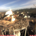 08_20-nest.jpg