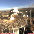 08_45-nest.jpg